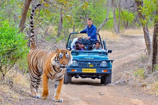 Ranthambore National Park, Rajasthan - best adventurous places to visit in india